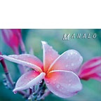 Sweet Thing - Hawaiian Mahalo / Thank You Greeting Card