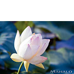 The Sacred Lotus - Hawaiian Mahalo / Thank You Greeting Card