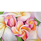 Plumeria Morning - Hawaiian Wedding Greeting Card
