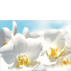 White Orchids Messengers of Light - Personalized Greeting Card