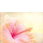 Stardust - Hawaiian Wedding Greeting Card