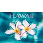 Aqua Plumerias - Hawaii Magnet