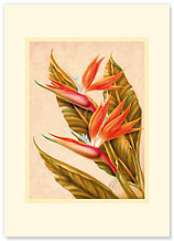 Bird Of Paradise - Personalized Vintage Collectible Greeting Card