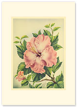 Pink Hibiscus - Personalized Vintage Collectible Greeting Card