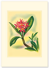 Plumeria - Personalized Vintage Collectible Greeting Card