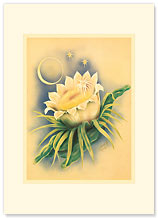 Night Blooming Cereus - Hawaiian Premium Vintage Collectible Greeting Card - Sympathy Card