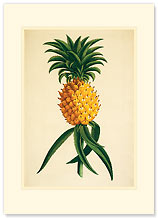 Ho'okipa - Hawaiian Premium Vintage Collectible Blank Greeting Card