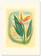 Hawaiian Bird of Paradise - Personalized Vintage Collectible Greeting Card