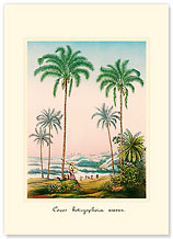 Coco Palm - Hawaiian Premium Vintage Collectible Blank Greeting Card