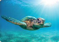Honu Light - Hawaiian Thick Premium Postcard