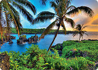 Where da Coconuts Grow - Hawaiian Thick Premium Postcard