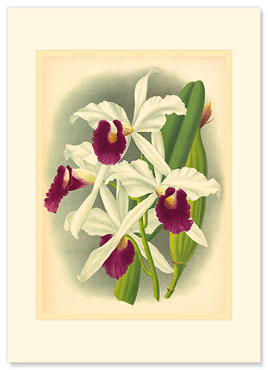 Laelia Orchid - Personalized Vintage Collectible Greeting Card