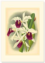 Laelia Orchid - Personalized Vintage Collectible Greeting Card