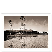 Oahu, Hawaii - Rice Fields - Diamond Head - c. 1900's - Fine Art Black & White Carbon Prints