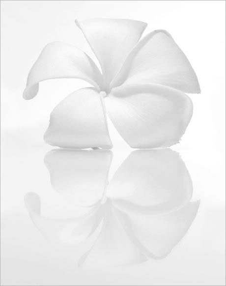Plumeria - Double Matted Giclee Art Prints