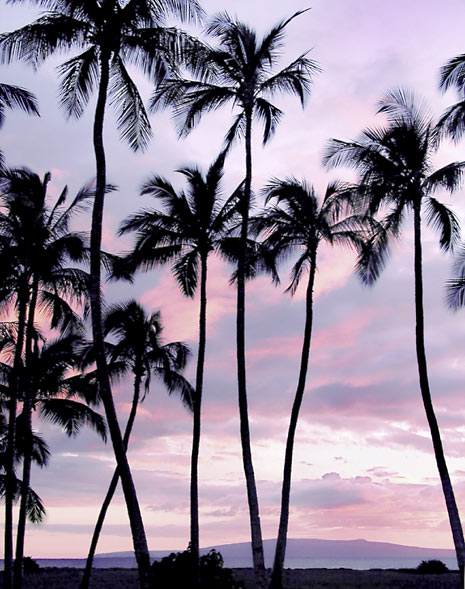 Pink Palms - Double Matted Giclee Art Prints