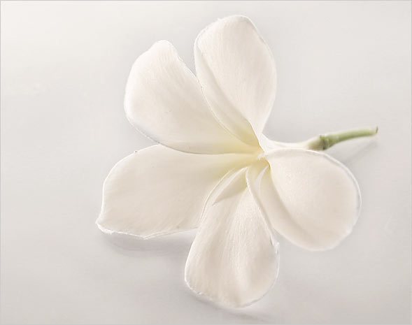 Plumeria 3 - Double Matted Giclee Art Prints