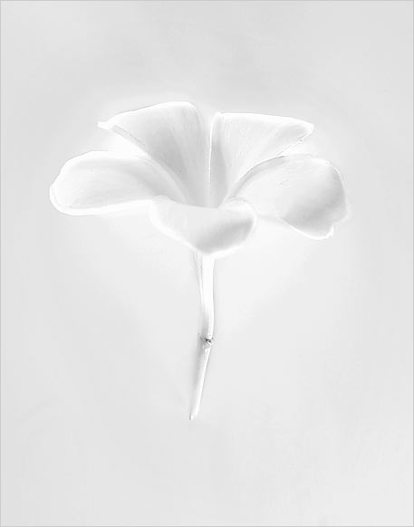 Plumeria 2 - Double Matted Giclee Art Prints