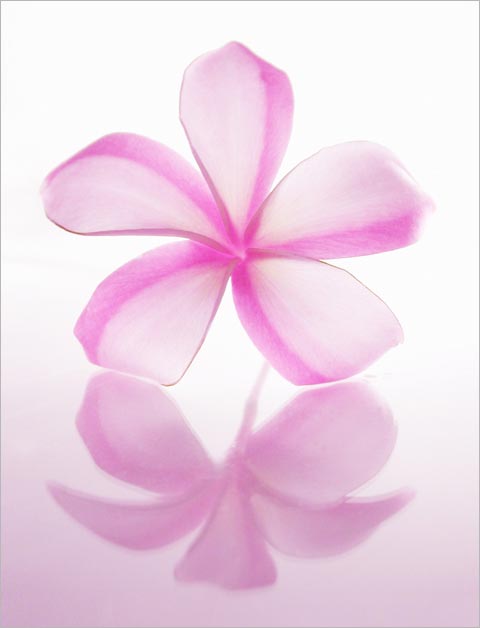 Pink Plumeria - Double Matted Giclee Art Prints