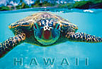 Honu (Turtle) - Hawaii Magnet