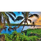 Where da Coconuts Grow - Hawaiian Everyday Blank Greeting Card