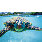 Honu (Turtle) - Hawaiian Everyday Blank Greeting Card